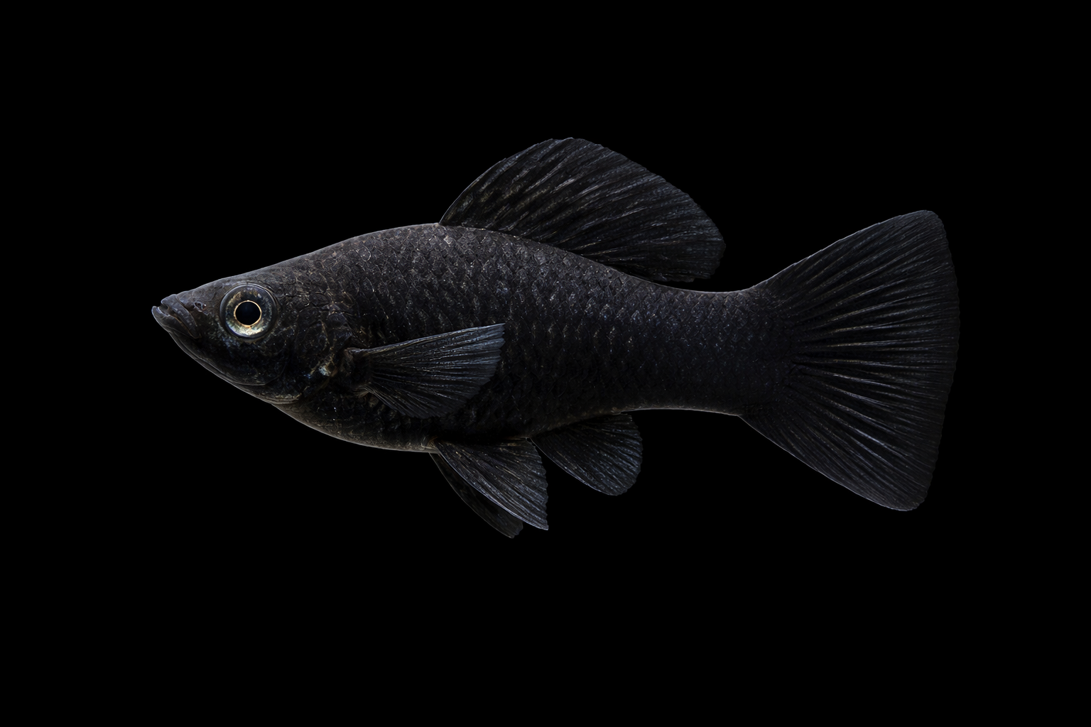 Molly Sphenops Black