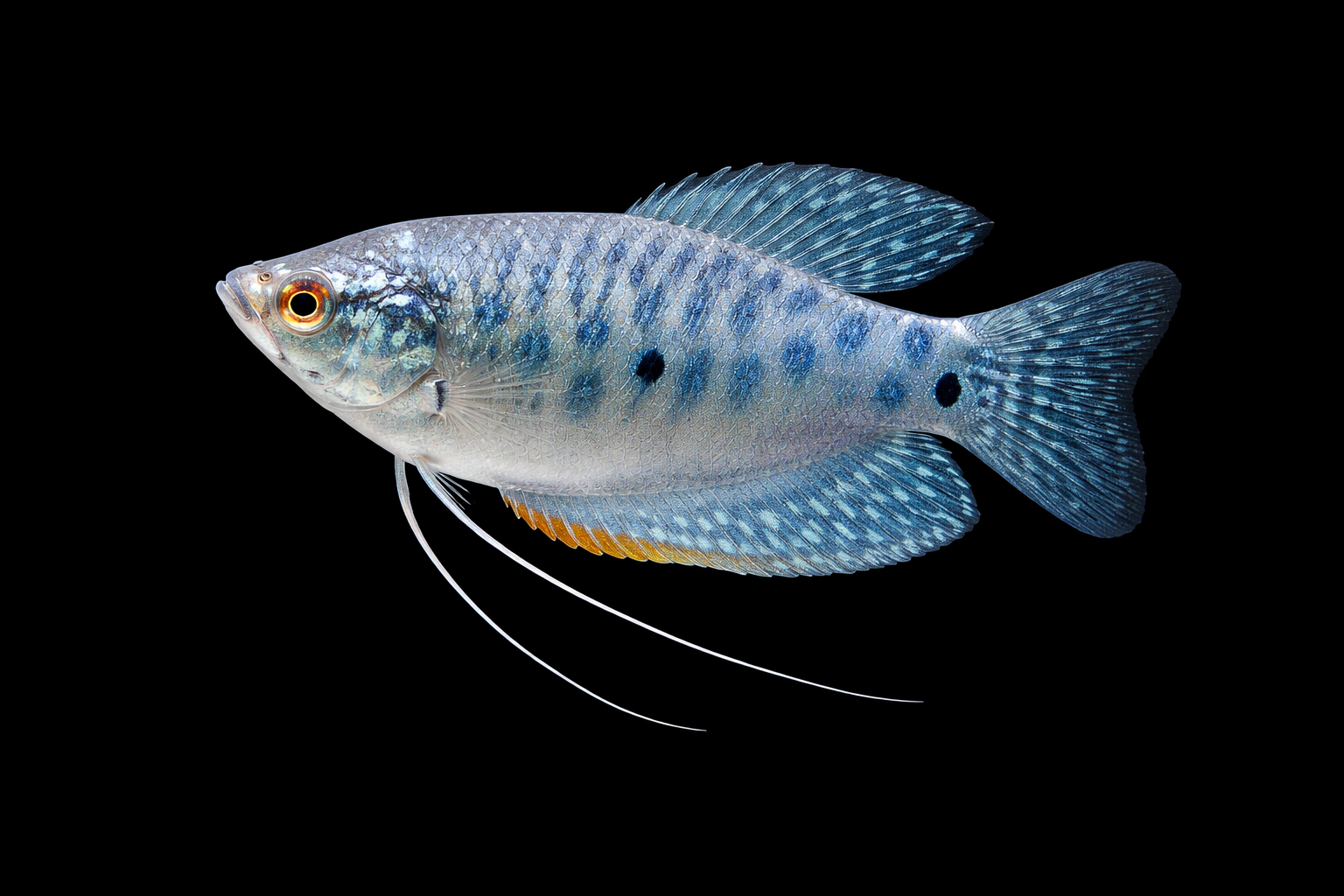 Gourami Opaline