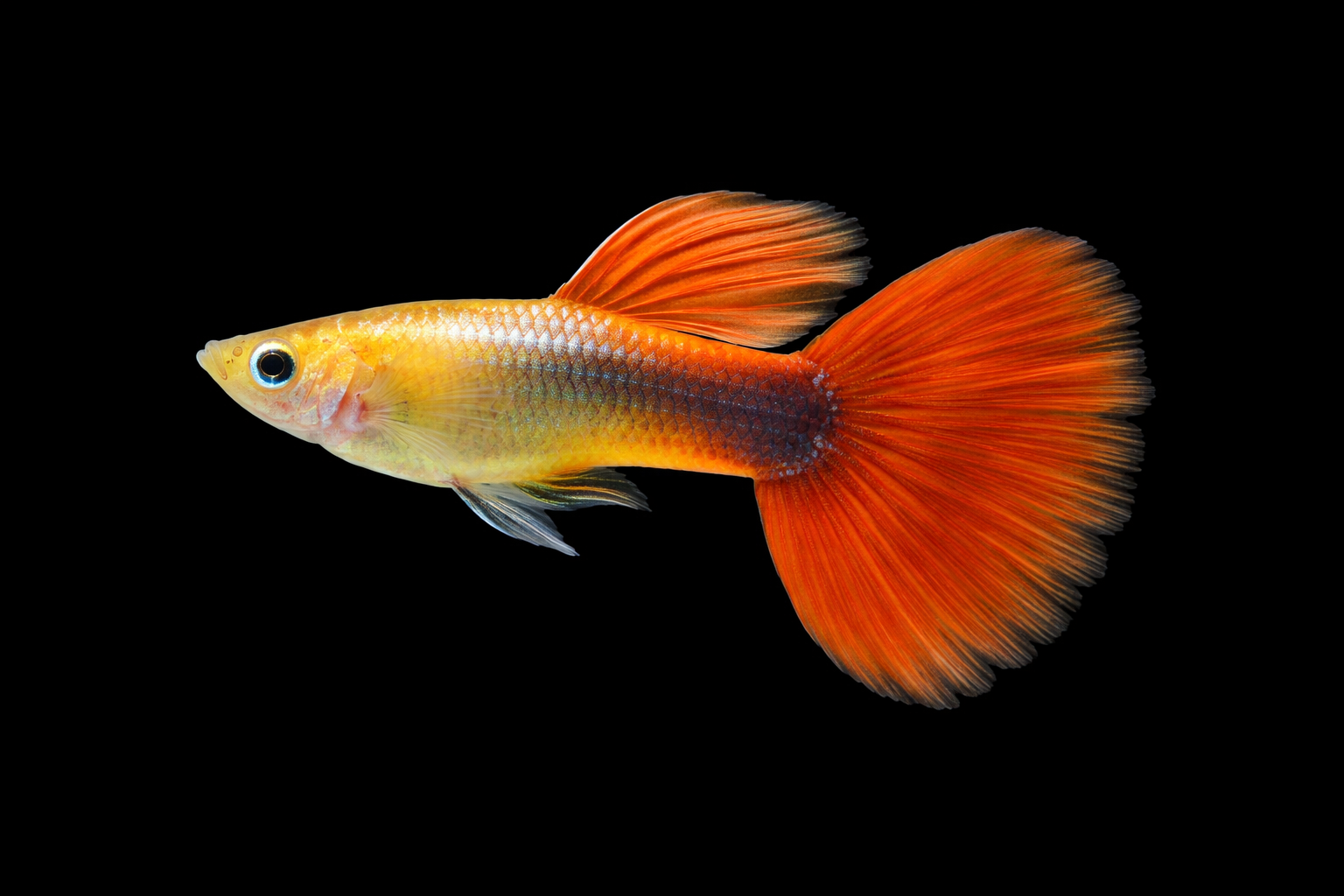 Guppy tequila