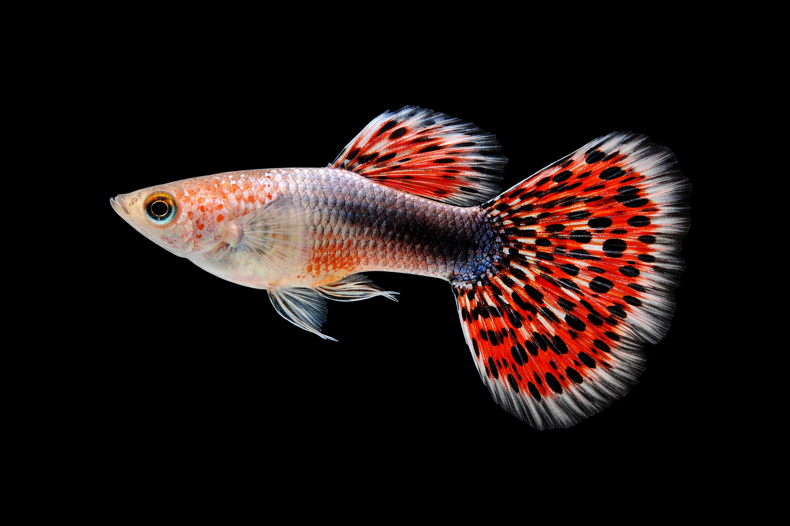 Guppy Pidgeon Blood Male