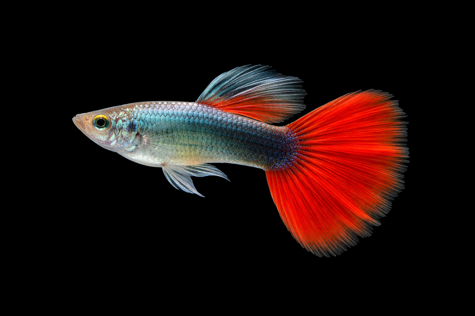 Guppy Turquoise Red Tail