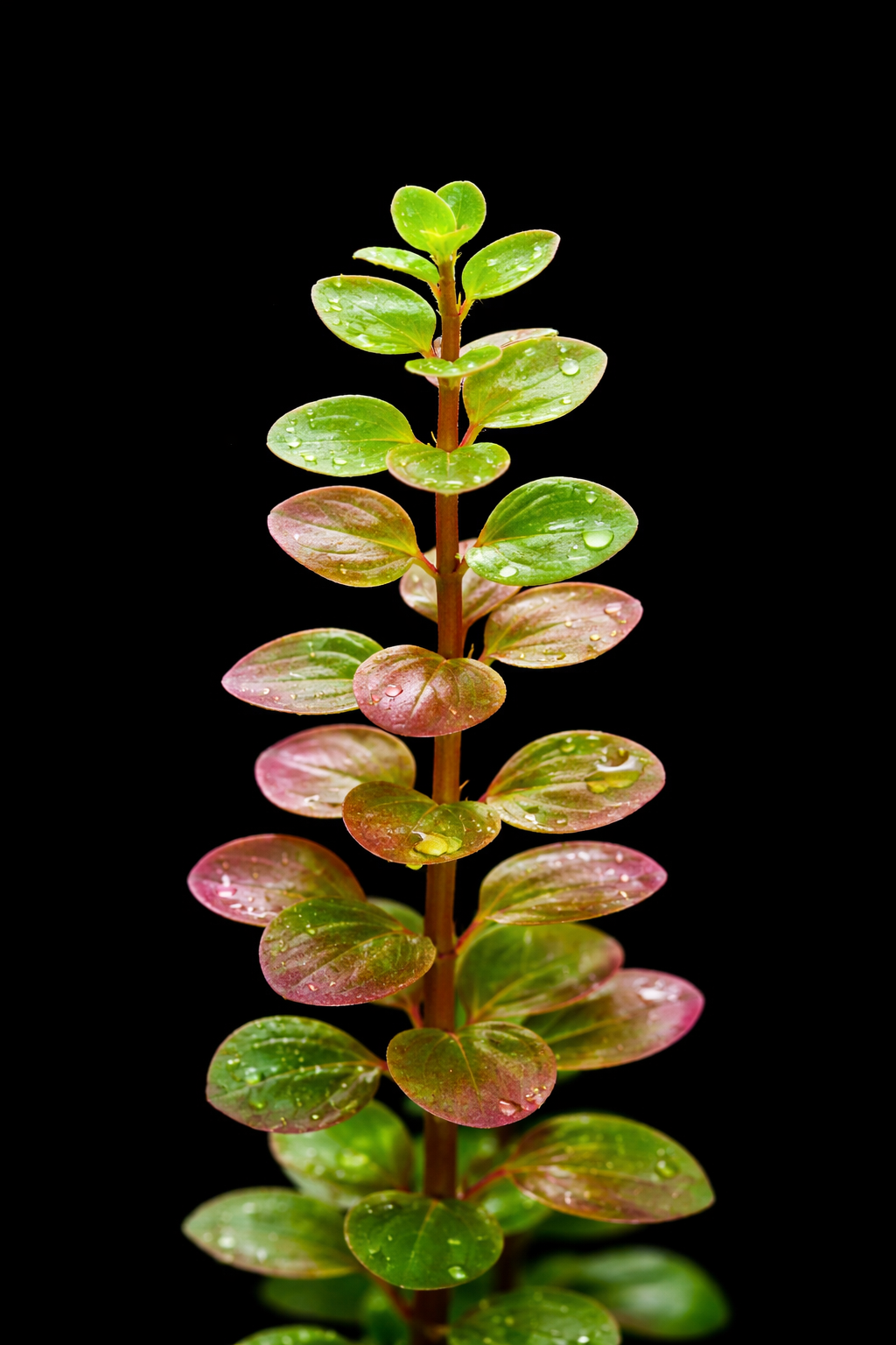 Rotanda Rotundifolia
