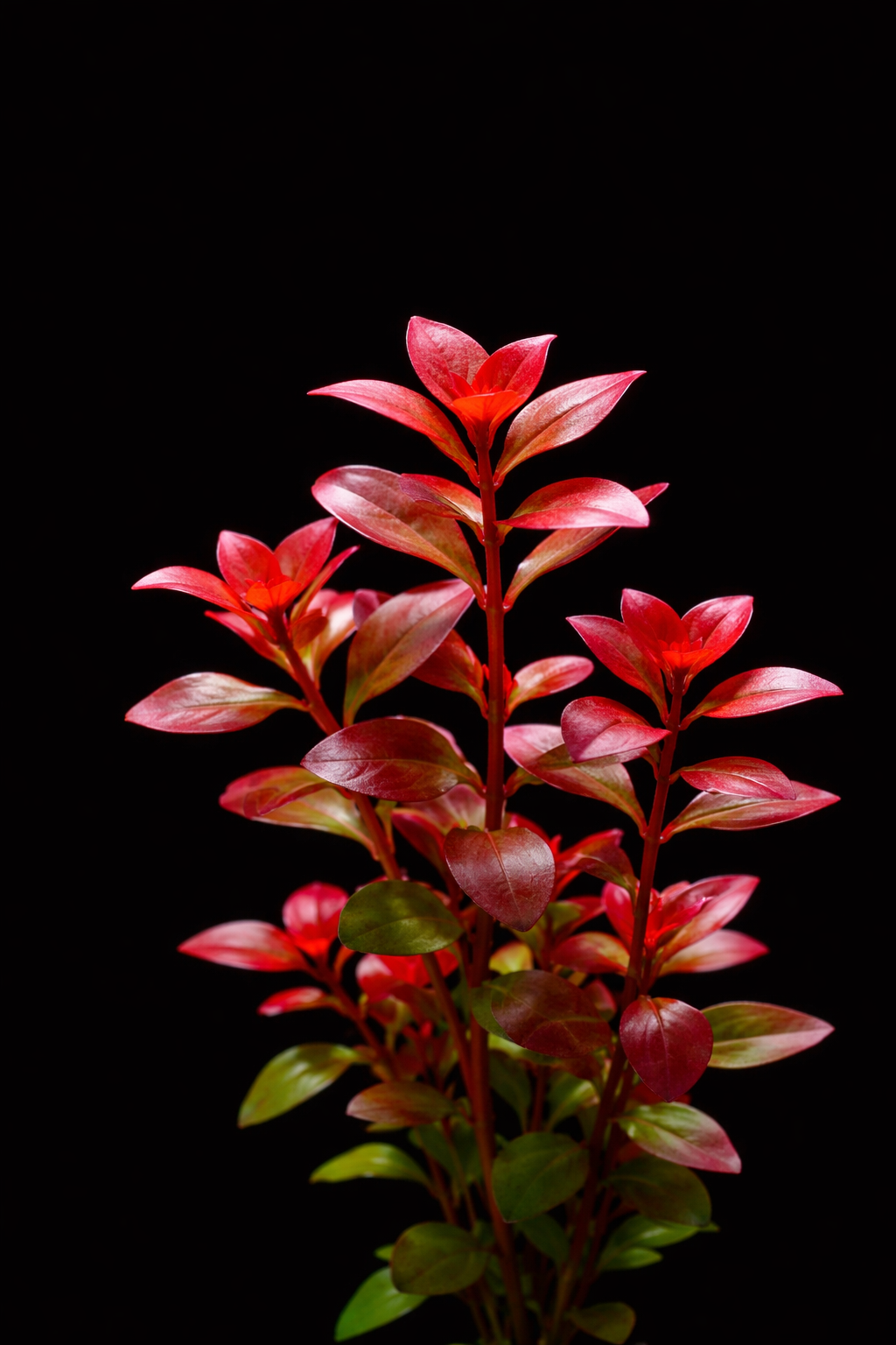 Ludwigia Palustris