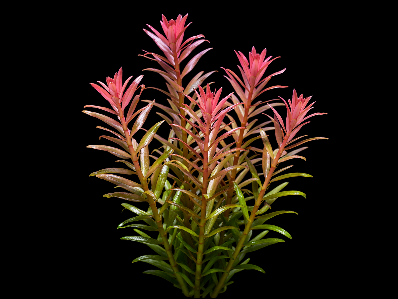 Rotala Nanjenshan