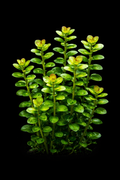 Bacopa Caroliniana