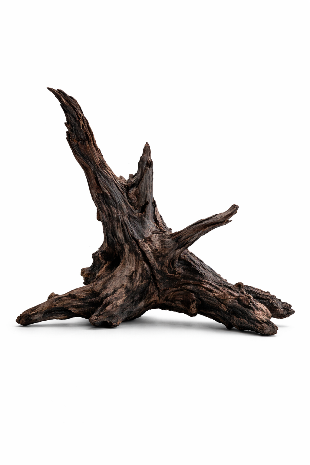 Black Malaysian Drift wood Per lb.