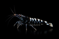 Black Galaxy Fishbone Shrimp