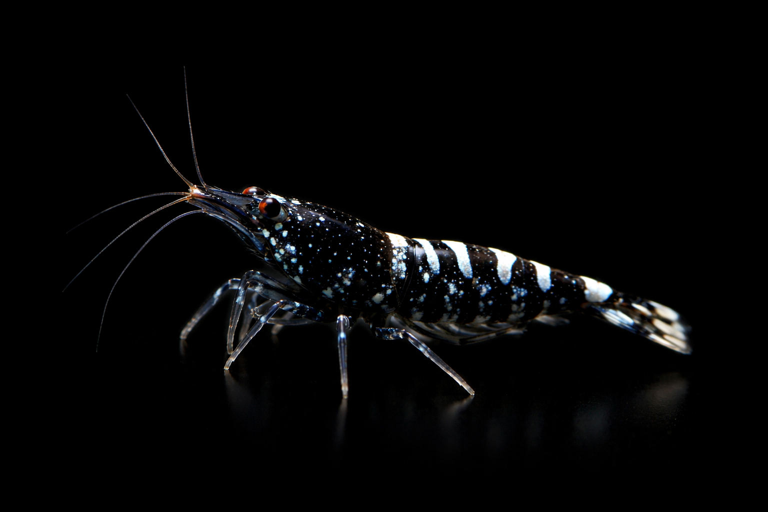 Black Galaxy Fishbone Shrimp