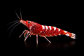 Red Galaxy Fishbone shrimp