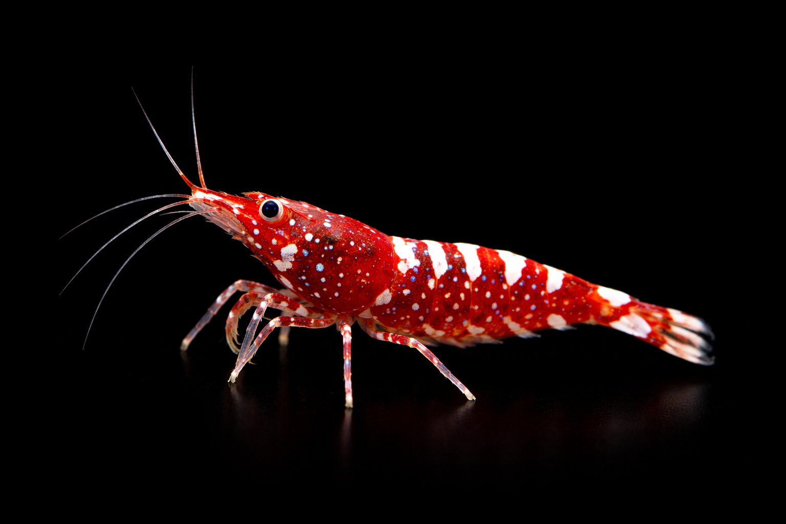 Red Galaxy Fishbone shrimp