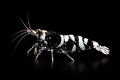 Black Fancy Tiger Shrimp