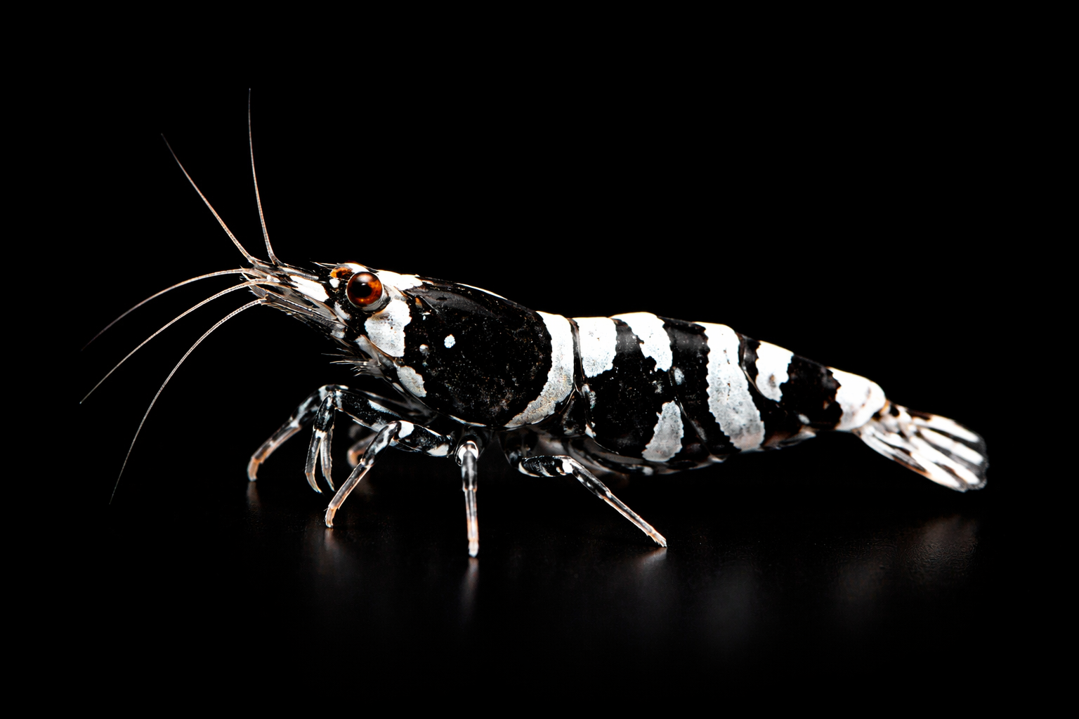 Black Fancy Tiger Shrimp