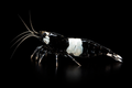 Extreme Black Kong Shrimp
