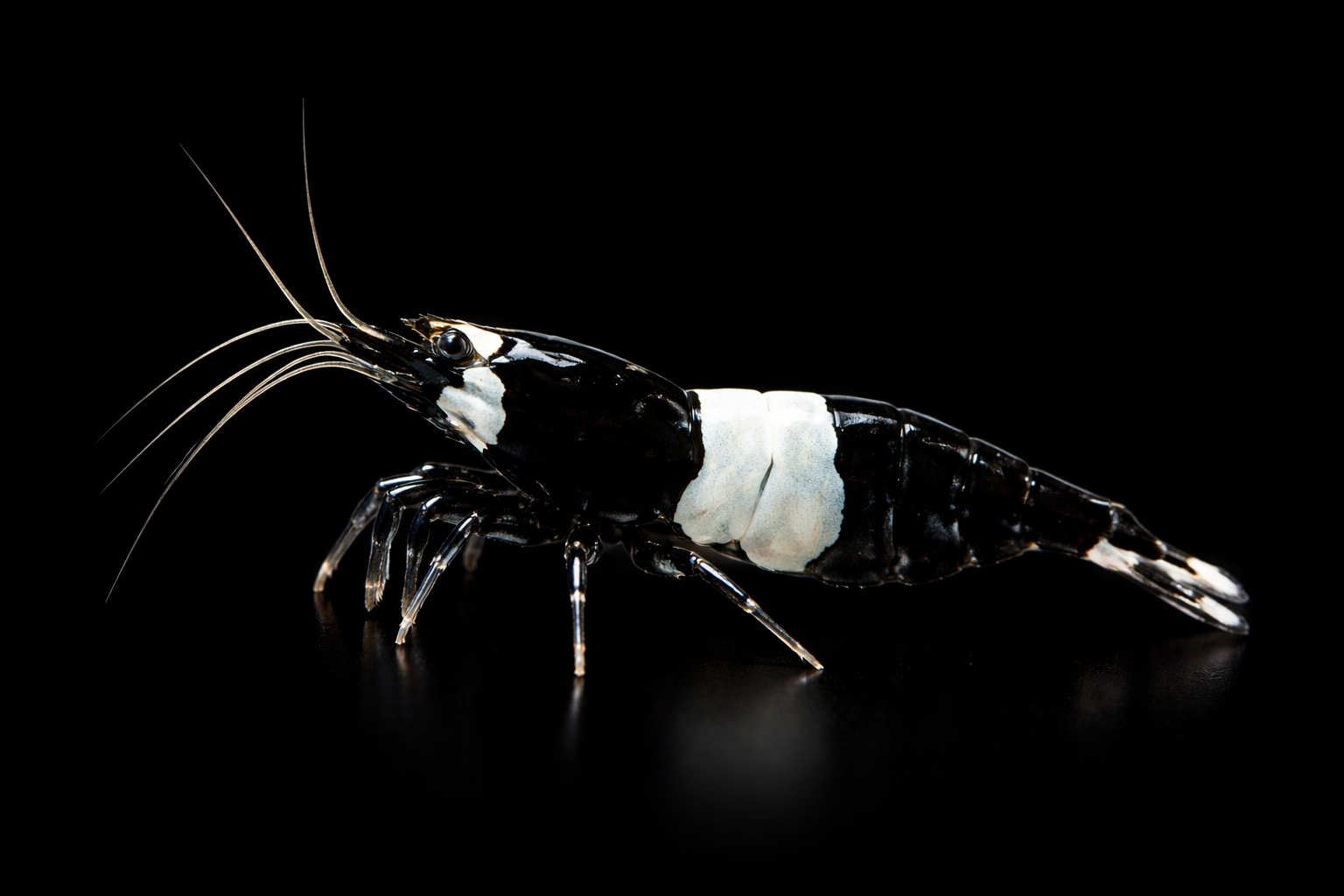 Extreme Black Kong Shrimp