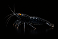 Orange Eye Black Devil Shrimp