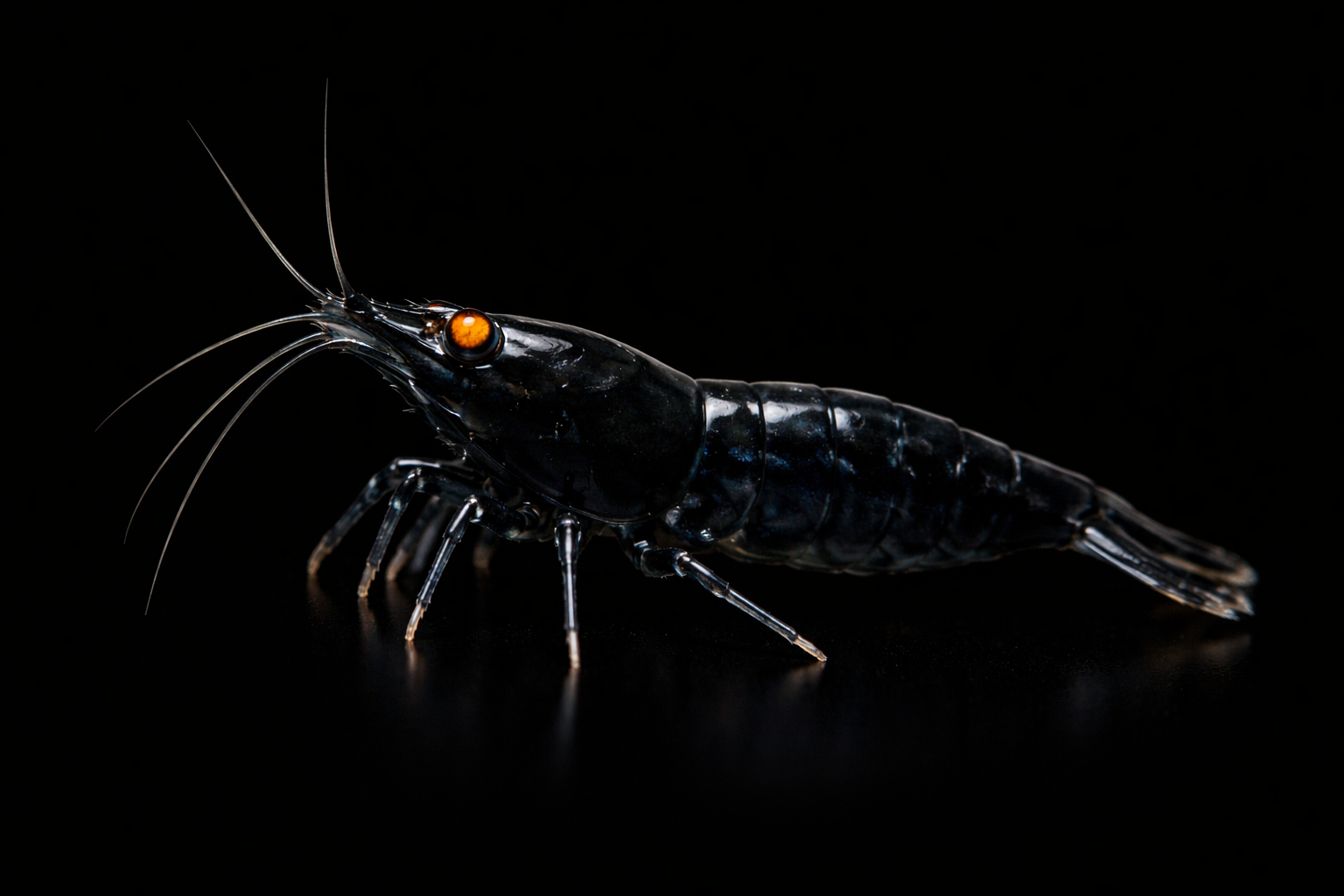 Orange Eye Black Devil Shrimp