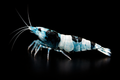 Blue Shadow Panda Shrimp