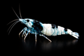 Shadow Mosura Shrimp