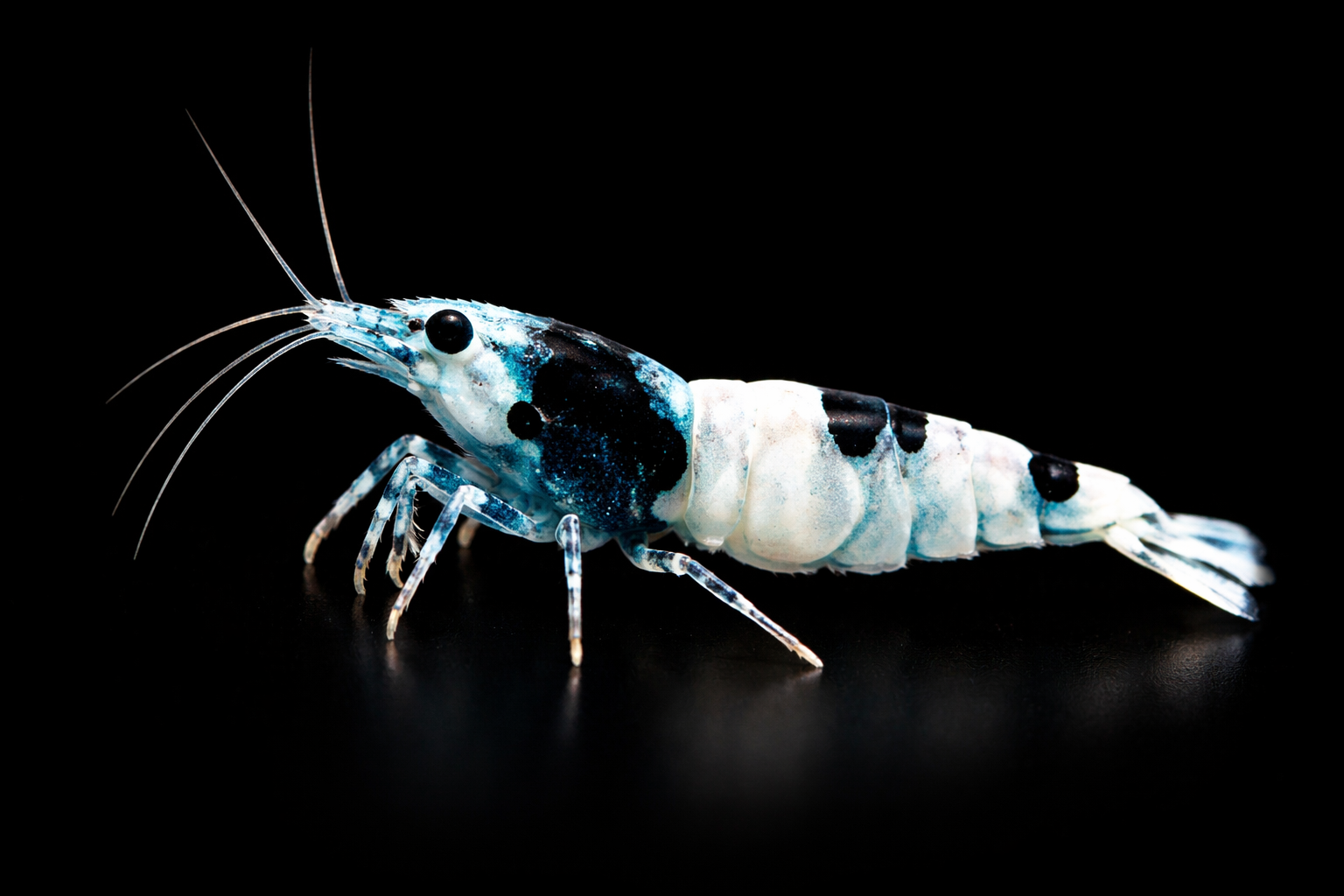 Shadow Mosura Shrimp