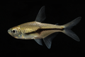 Wishbone Tetra