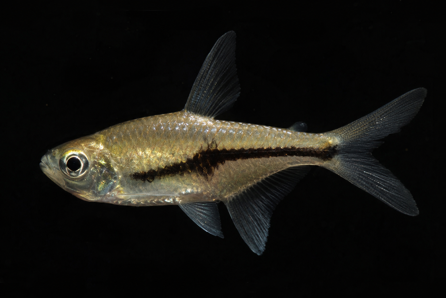Wishbone Tetra