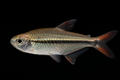 Congo Tetra