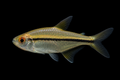 Lemon Tetra