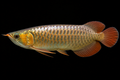 Arowana