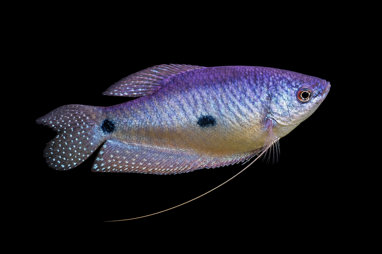 lavender gourami