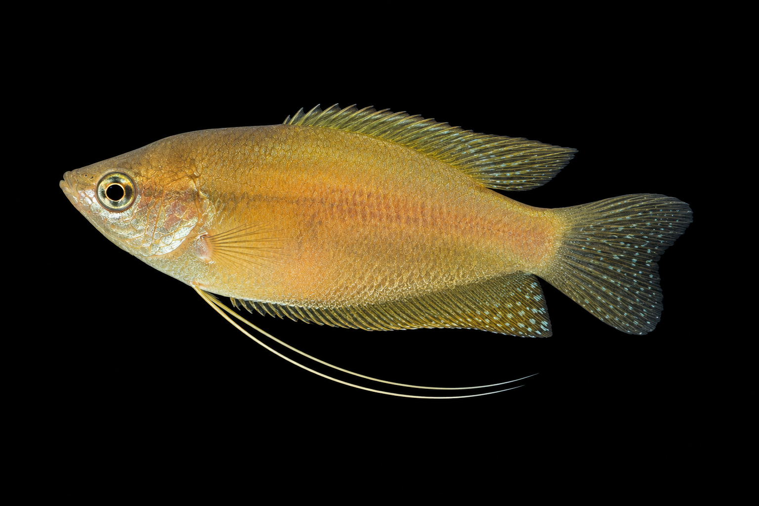 Honey Gourami