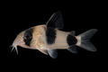 Panda Cory