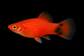 Red Wag Platy