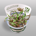 GrowWow! Cryptocoryne Spiralis "Jwala"