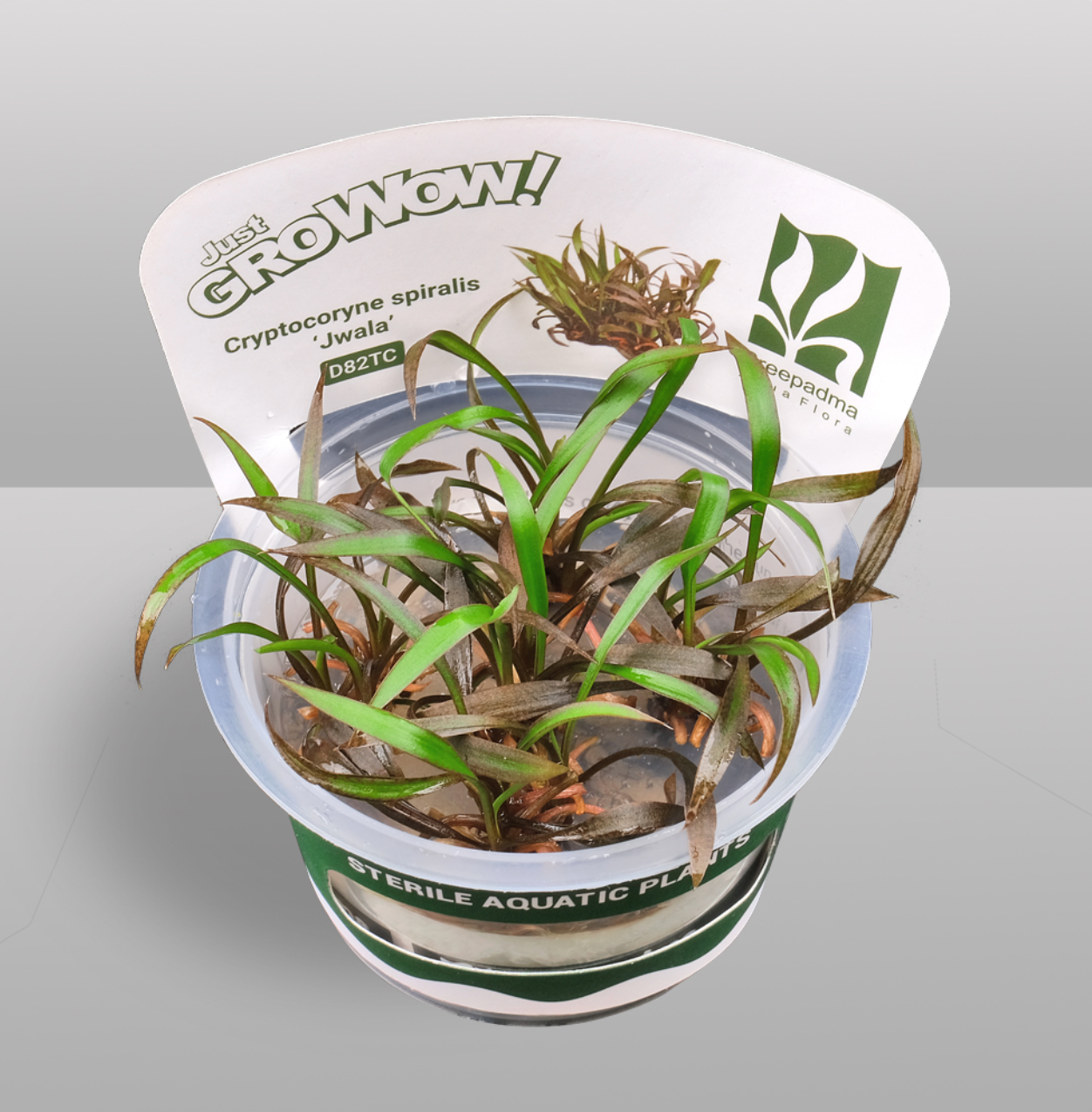 GrowWow! Cryptocoryne Spiralis "Jwala"