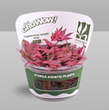 Cryptocoryne wendtii 'Pink'