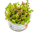 Rotala rotundifolia 'Blood Red'