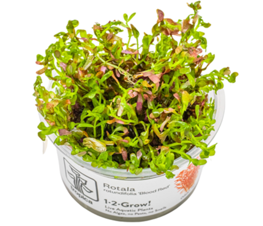 Rotala rotundifolia 'Blood Red'