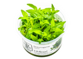 Staurogyne repens
