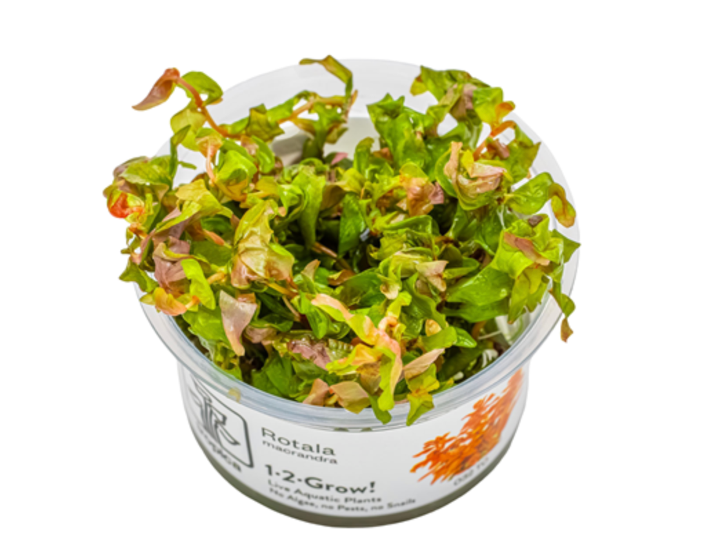 Rotala macrandra