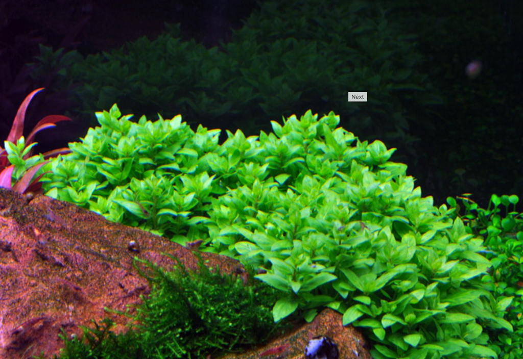 Staurogyne repens