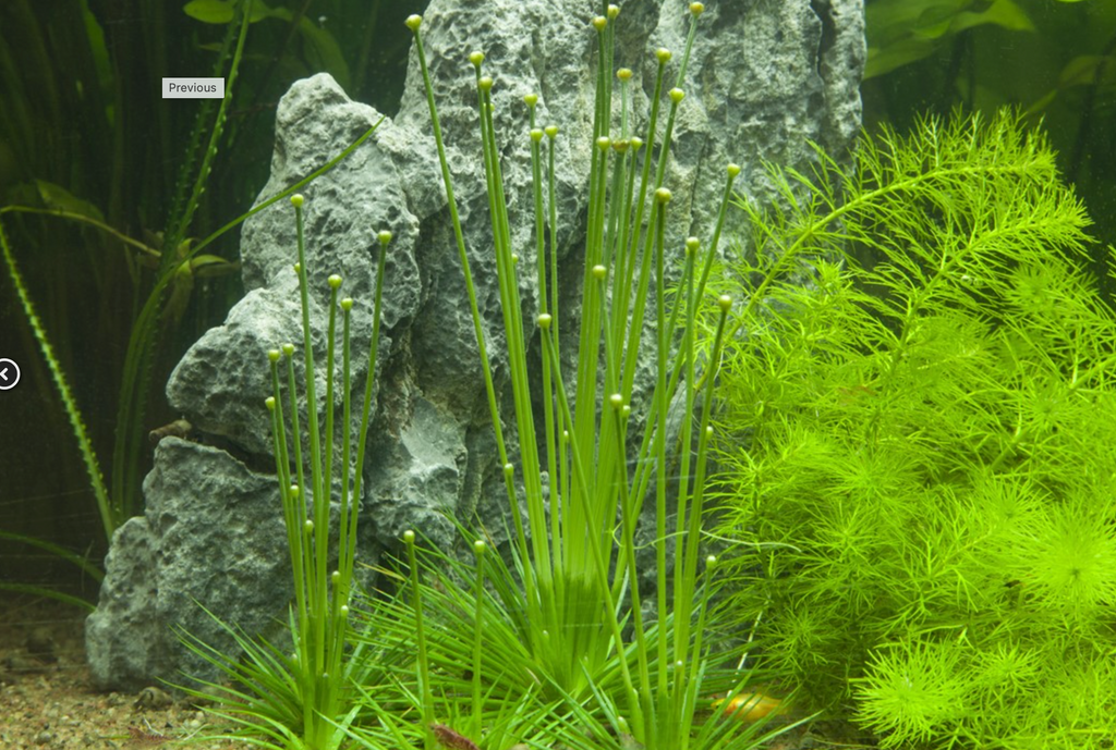 Eriocaulon cinereum