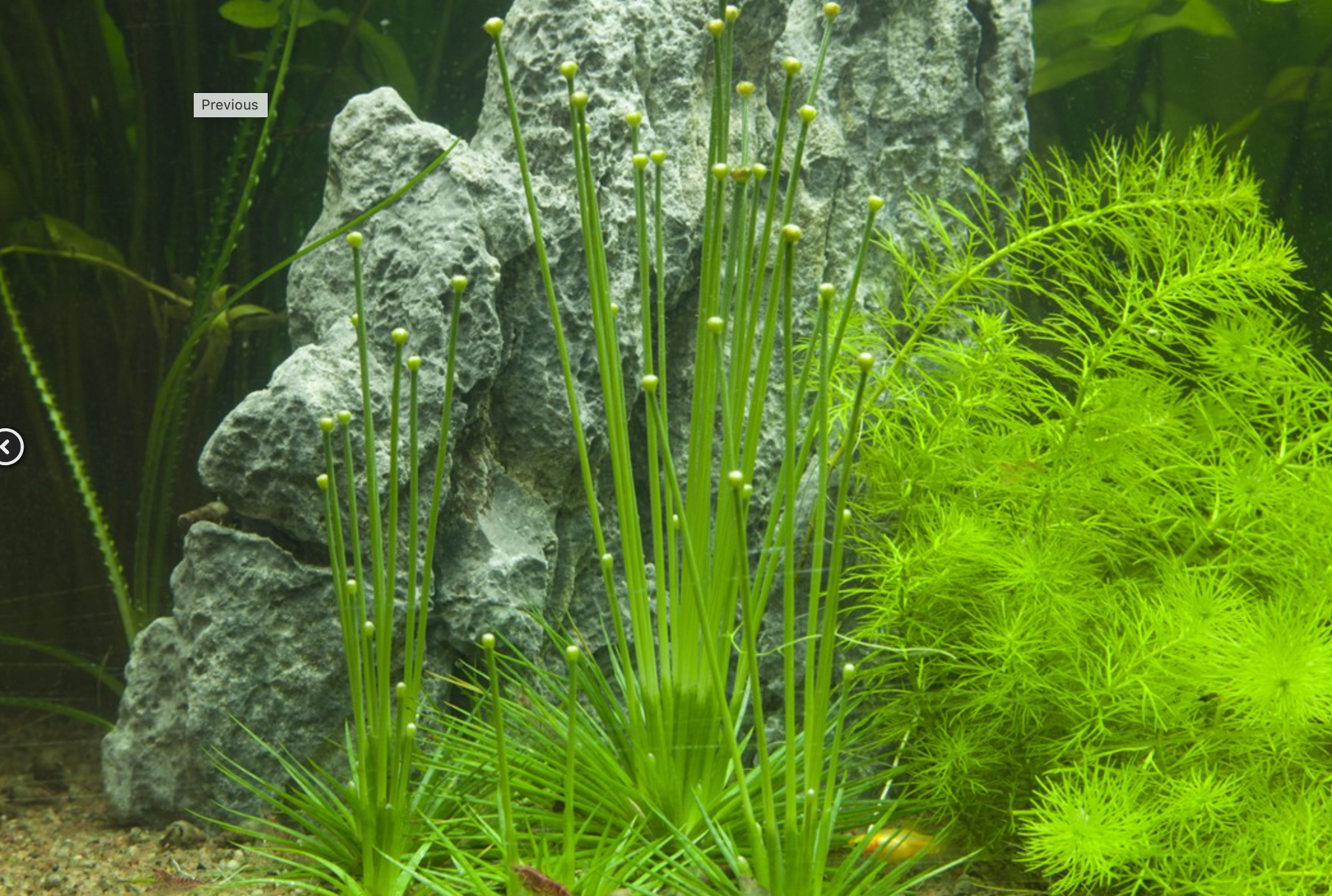 Eriocaulon cinereum